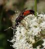 Ichneumon sp.